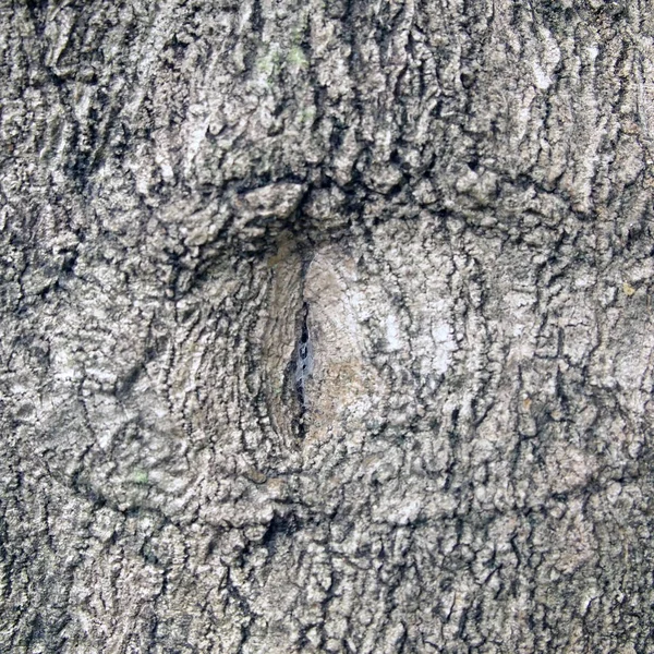 Rinde Der Baumstruktur — Stockfoto