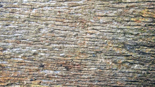 Bark Trädets Struktur — Stockfoto