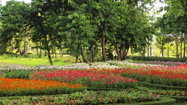 花场的背景 — 图库照片