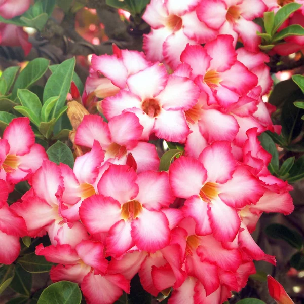 Virágok Területen Hátterét — Stock Fotó