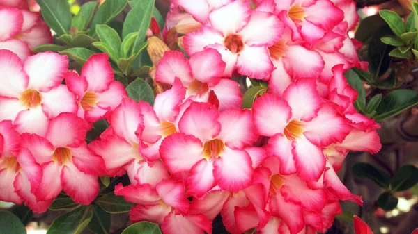 Background Flowers Field — Stock Photo, Image