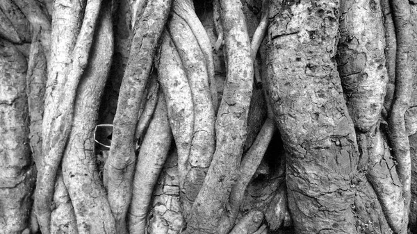 Černé Bílé Closeup Kořeny Stromů Kmen Rytinami — Stock fotografie