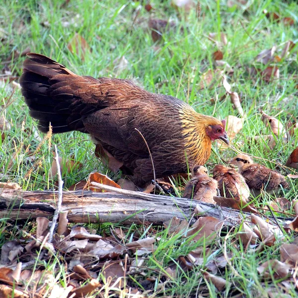 Gallina Con Sus Polluelos — Foto de Stock