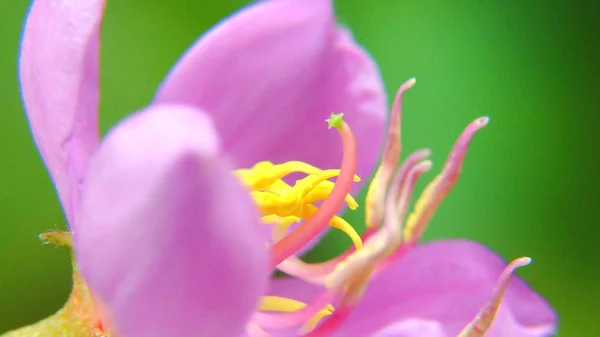 Цветок Красивые Лепестки — стоковое фото