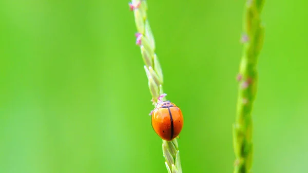 Ladybug Зеленой Траве — стоковое фото