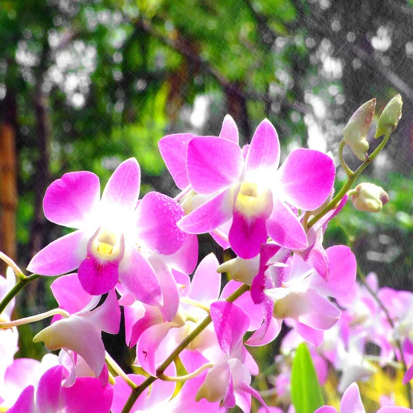 Квіти Польова Природа Фон — стокове фото
