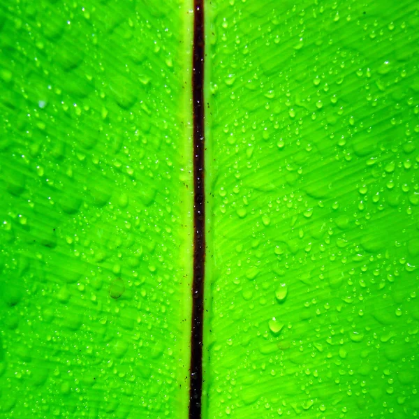 Hermosa Hoja Verde Con Gotas Agua — Foto de Stock