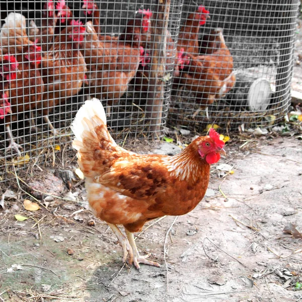 Frango Andar Fora Gaiola — Fotografia de Stock