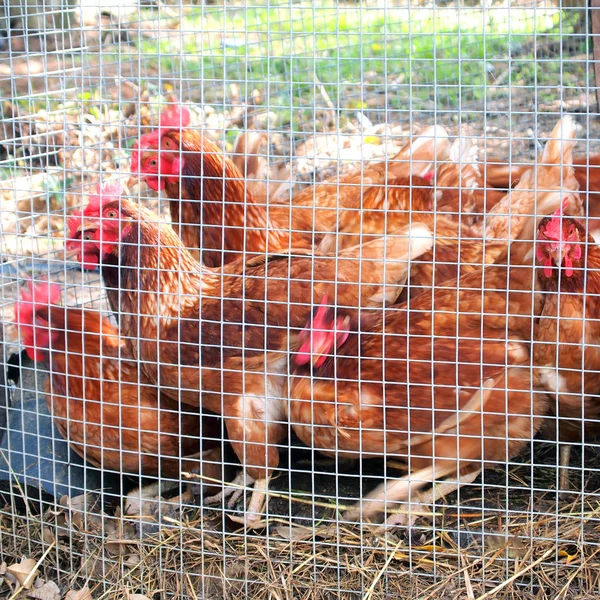 Ponte Poule Dans Cage — Photo