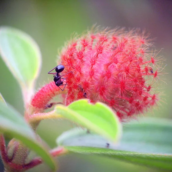 Ameise Und Wildblumen Nahaufnahme — Stockfoto