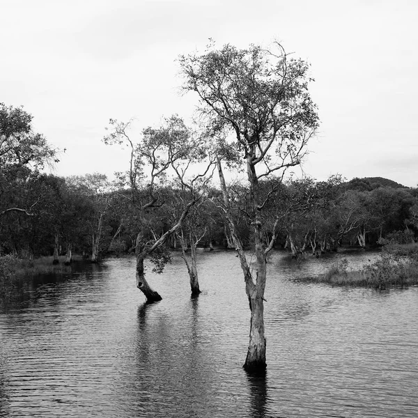 黑白淡水沼泽森林 — 图库照片