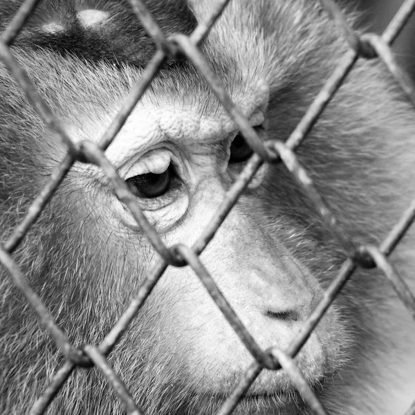 black and white sad monkey in a cage