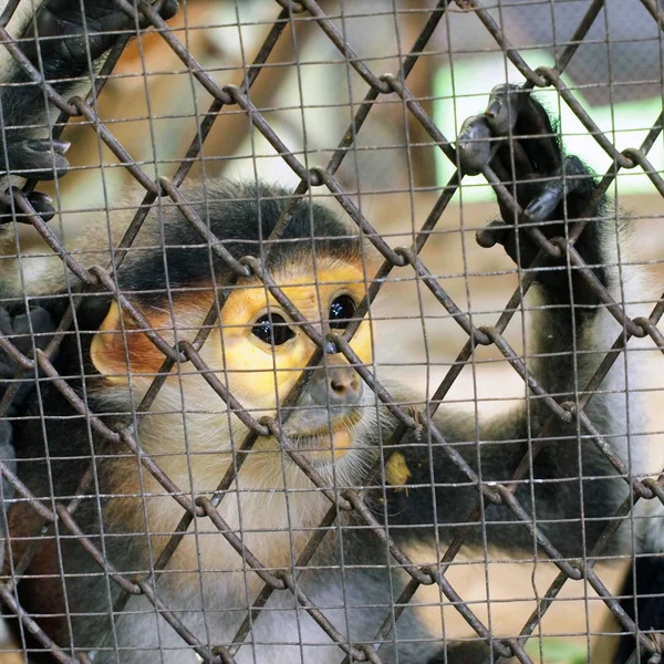 Üzgün Maymun Kafeste — Stok fotoğraf