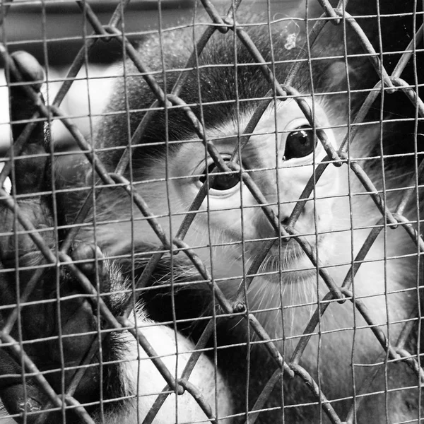 Schwarz Weißer Trauriger Affe Käfig — Stockfoto