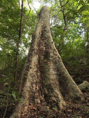 büyük ağaç orman