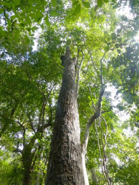 büyük ağaç orman