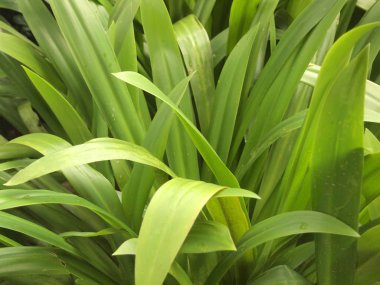 yeşil yaprakları duvar arka kapatmak