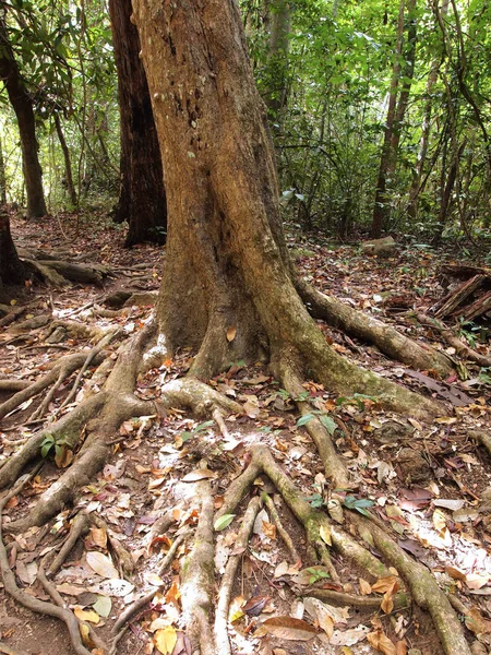 Roots Tree Forest — Stock Photo, Image