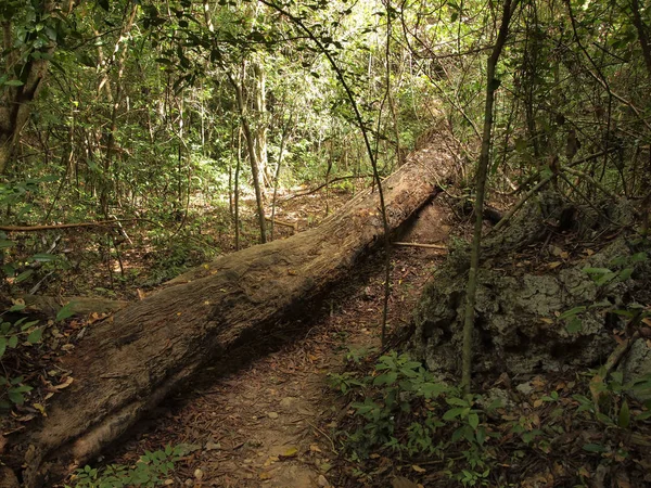 Forest Walking Path Nature — Stock Photo, Image