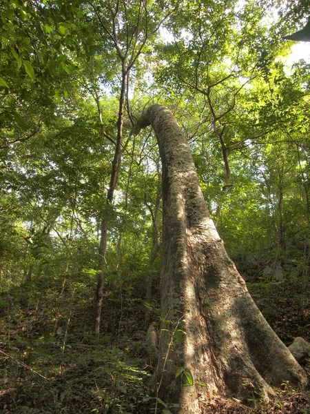 Árvore Grande Floresta — Fotografia de Stock