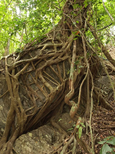 Banyan Tree Vápence Vodopády Hlubokém Lese Čistoty Kanchanaburi Thajsko — Stock fotografie