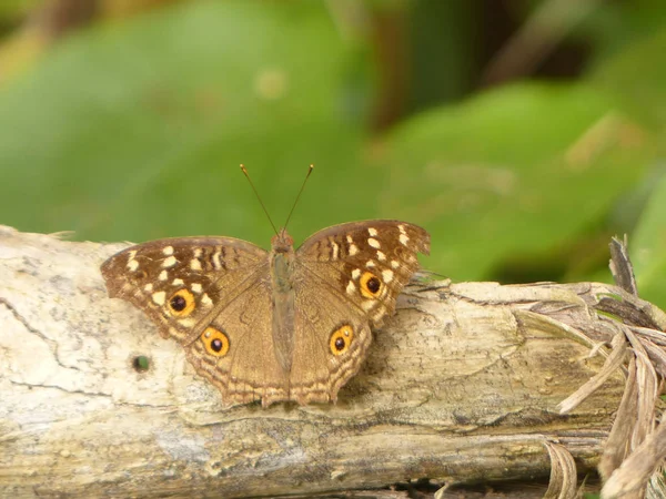 Бабочка Сидит Листьях — стоковое фото