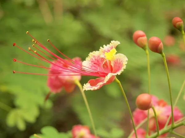 Крупним Планом Красиві Рожеві Квіти Саду — стокове фото