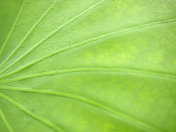 Lotus Blad Textuur Close — Stockfoto