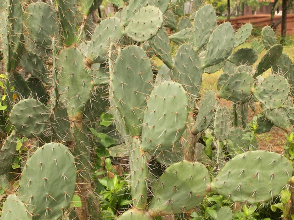 Zielony Kaktus Bliska — Zdjęcie stockowe