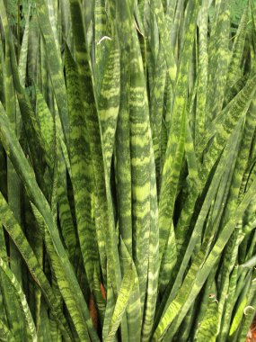 yeşil yaprakları duvar arka kapatmak