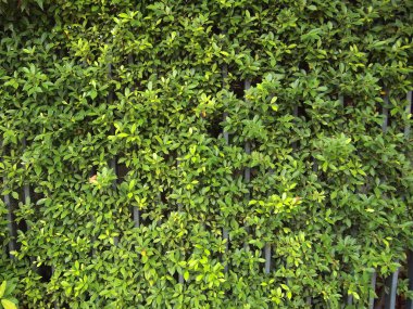 Yeşil Yapraklar Arkaplanı Kapat