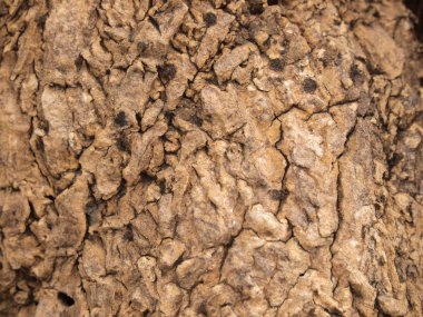 Ağaç kabuğu dokusu