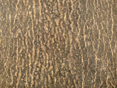 Ağaç kabuğu dokusu