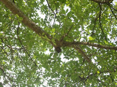 Yeşil ağaç dalları ve yaprakları