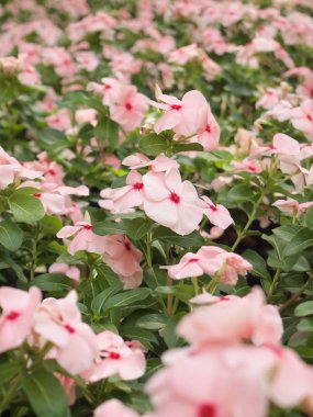 Bahçede güzel pembe çiçek kadar kapatın