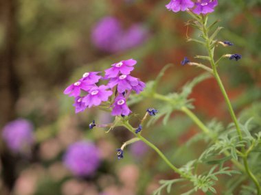 Bahçede güzel pembe çiçek kadar kapatın