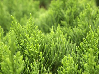 çam ağacı arka plan yeşil yaprakları