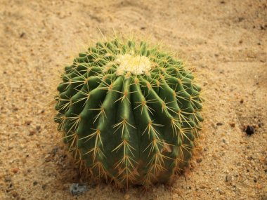 yakın çekim yeşil kaktüs