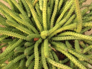 yakın çekim yeşil kaktüs