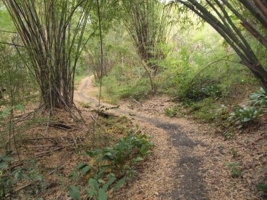 Orman yürüyüş yolu doğa