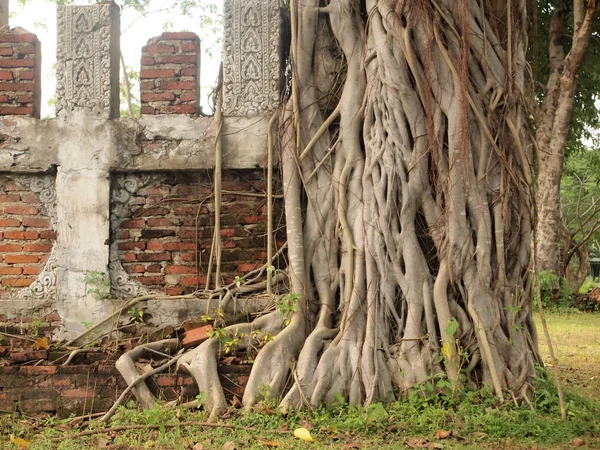 Banyan Tree Brick Wall — Stock Photo, Image