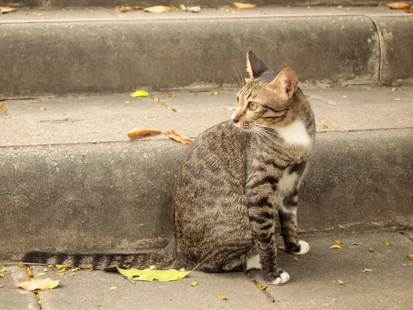 泰国猫在水泥楼梯 — 图库照片