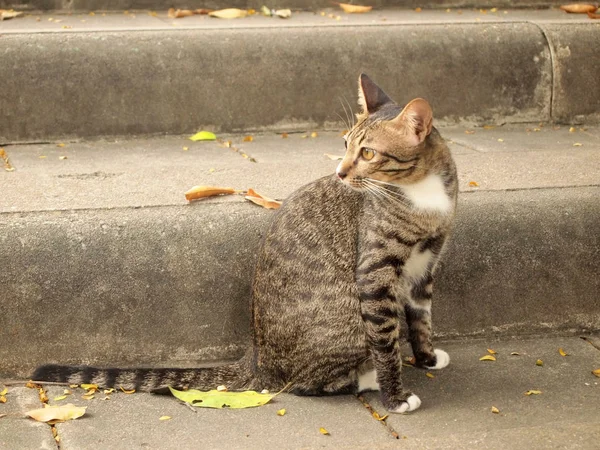 Thai Cat Cement Stair — Stock Photo, Image