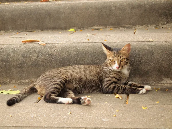 Thai Cat Cement Stair — Stock Photo, Image