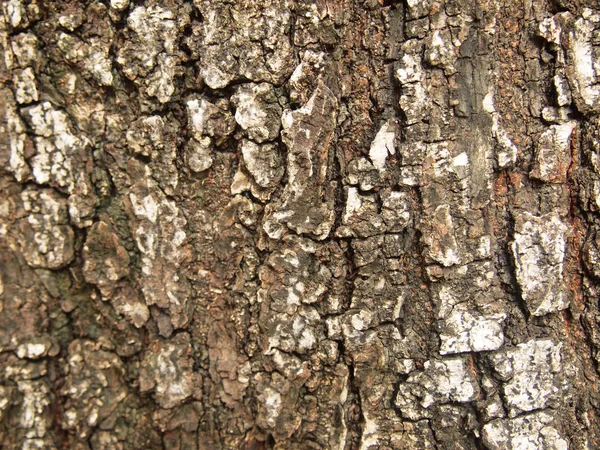Кора Древесной Текстуры — стоковое фото