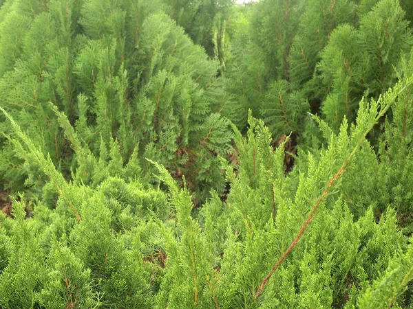 Zelené Listy Pine Tree Pozadí — Stock fotografie