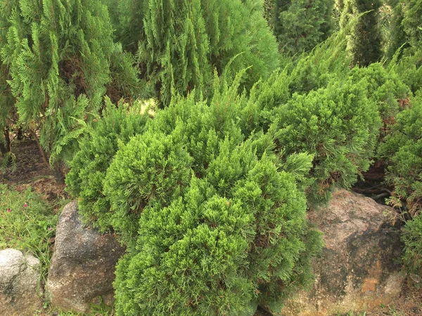 Green Leaves Pine Tree Garden — Stock Photo, Image