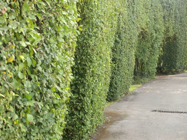 Liść Zielony Ściana Ogrodzie — Zdjęcie stockowe
