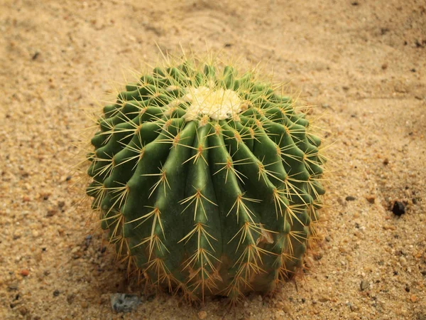 Cactus Verde Vicino — Foto Stock