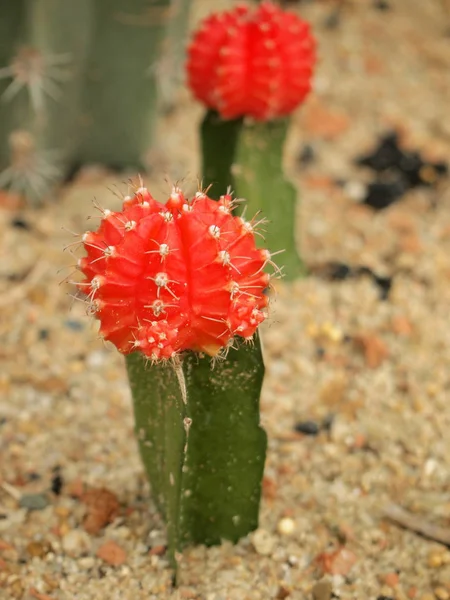 Cactus Rojo Cerca —  Fotos de Stock